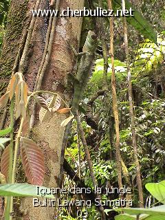 légende: Iguane dans la jungle Bukit Lawang Sumatra 03
qualityCode=raw
sizeCode=half

Données de l'image originale:
Taille originale: 193166 bytes
Temps d'exposition: 1/120 s
Diaph: f/280/100
Heure de prise de vue: 2002:09:27 14:08:44
Flash: oui
Focale: 124/10 mm
